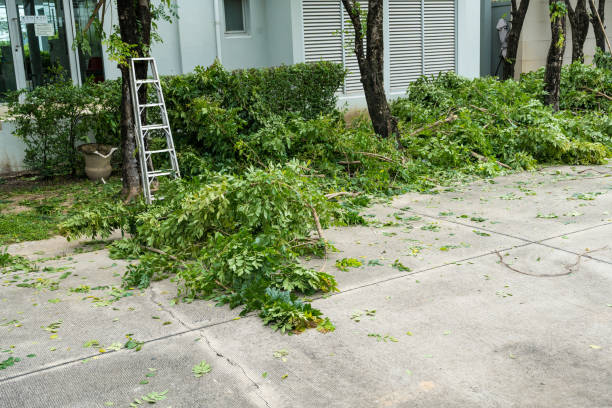 Best Stump Grinding Near Me  in Gotha, FL